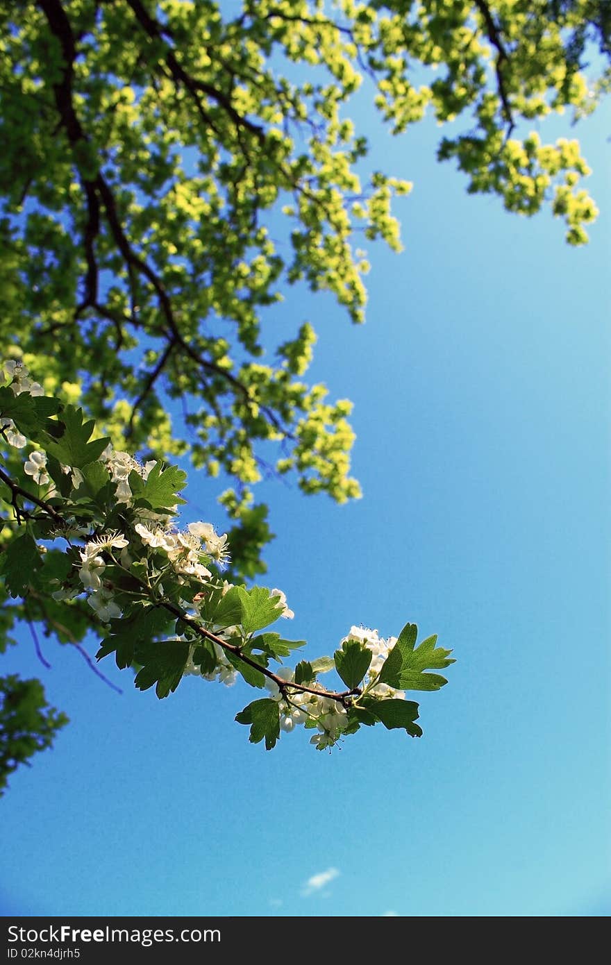 Trees and blue sky background