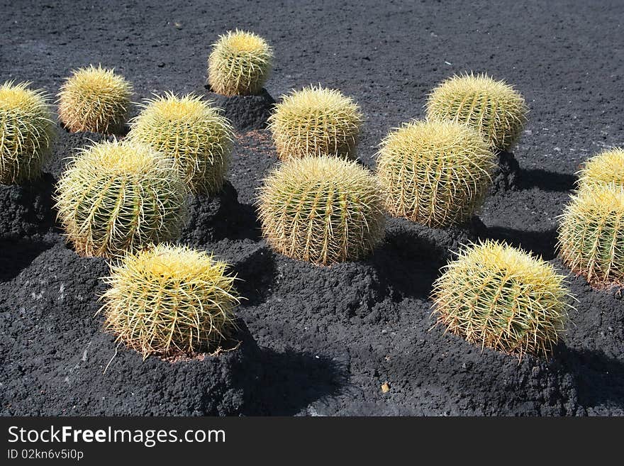 Tropical green cactus in Tenerife island - cacti