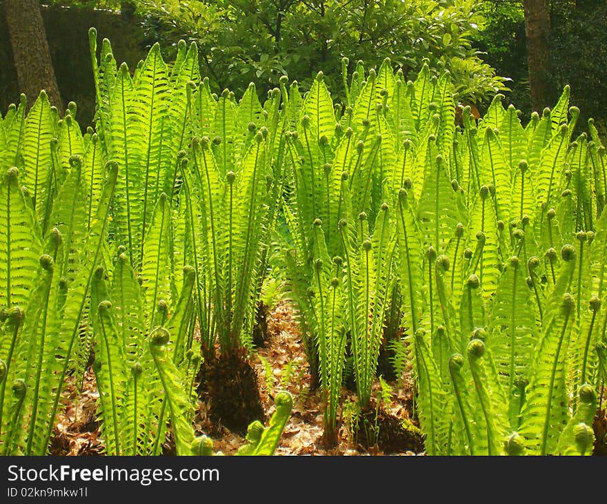 Bracken