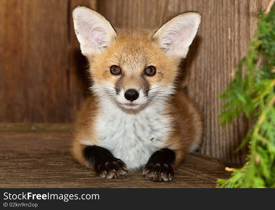 Young Fox