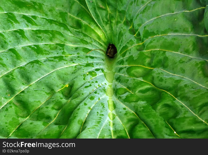 Textured Leaf