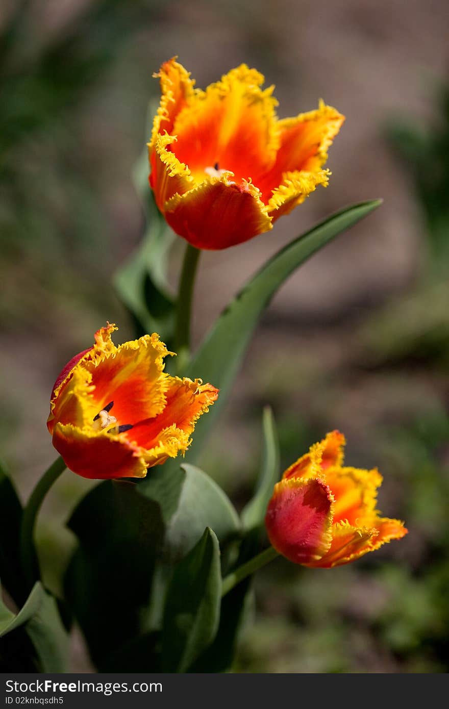 Bunch of a three red tulips.