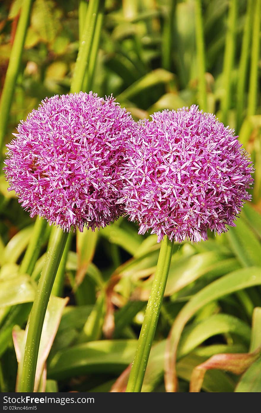 Persian onion flower