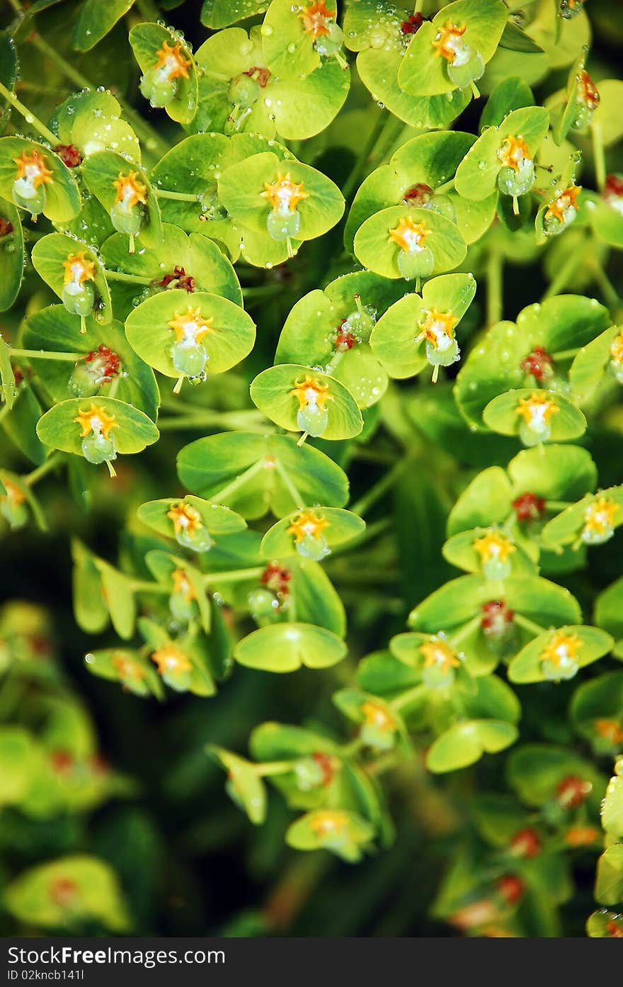 Mediterranean spurge plant