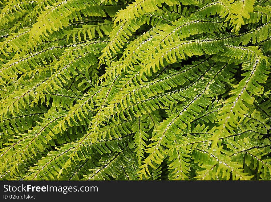 Fern leaves covered with raindrops