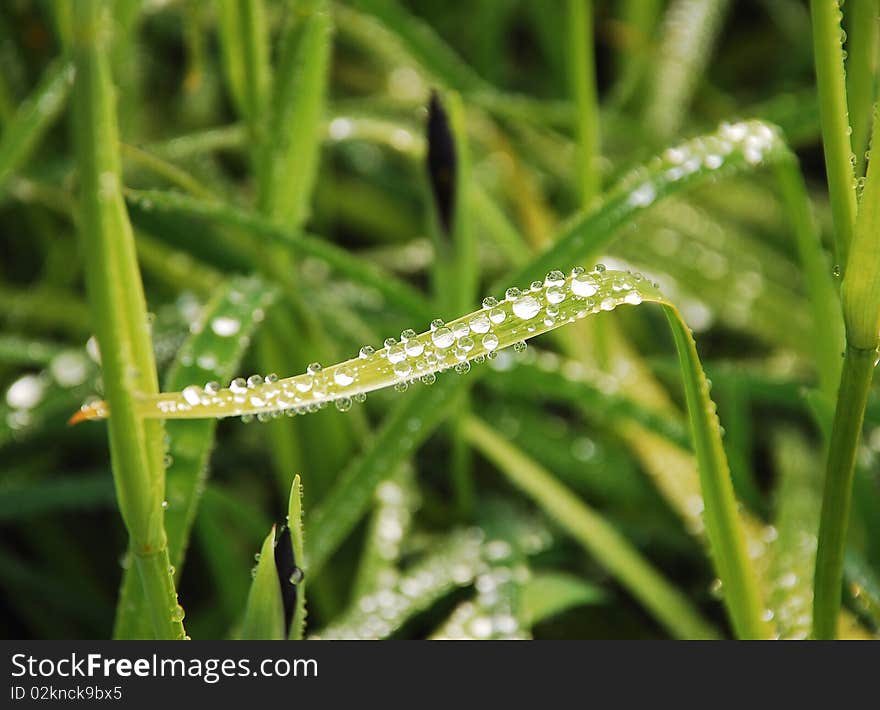 Hosta plant leaves covered with raindrops