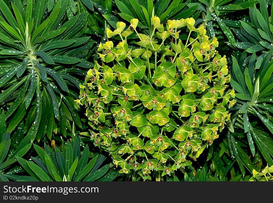 Mediterranean spurge plant