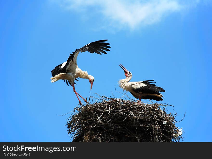 Storks in nest