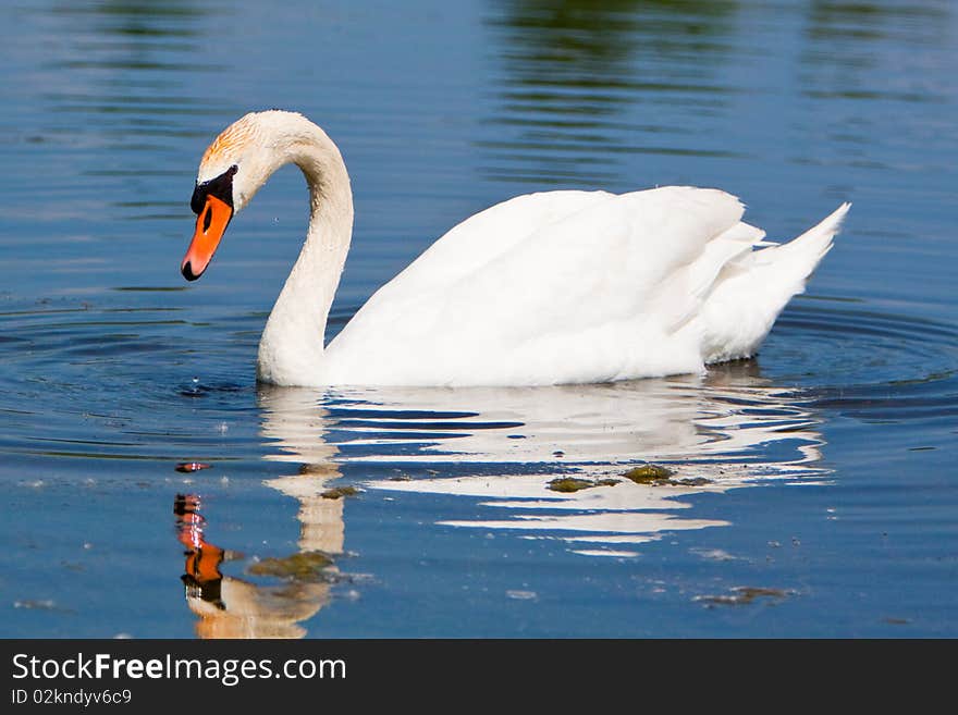 A beautiful mute white swan in a pond of blue water. A beautiful mute white swan in a pond of blue water