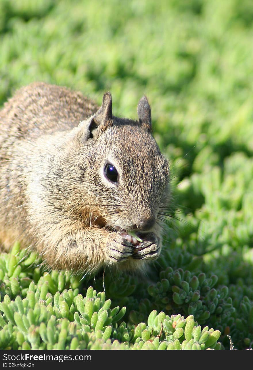 Photograph of a cute gray squirrel eating in a green meadow. Photograph of a cute gray squirrel eating in a green meadow