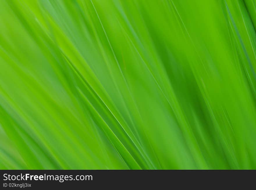 Grass In The Wind.