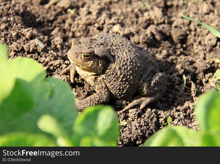 The brown Toad