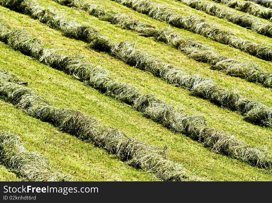 Lawn was where the grass swath