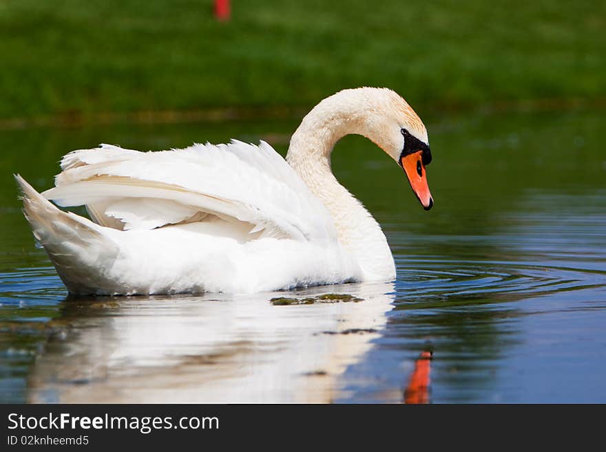 A Beautiful Mute Swan In A Pond