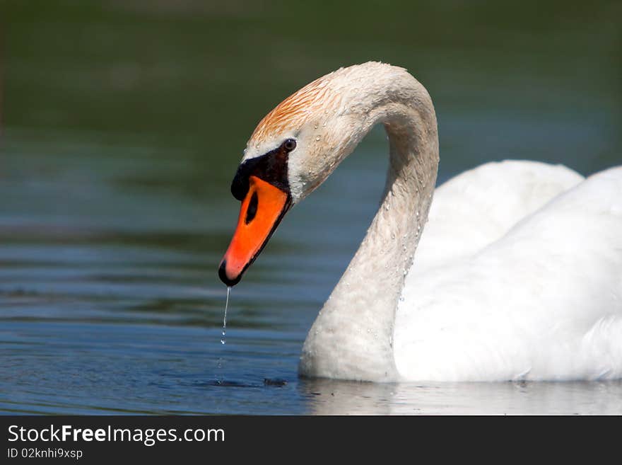 A beautiful mute swan in a pond