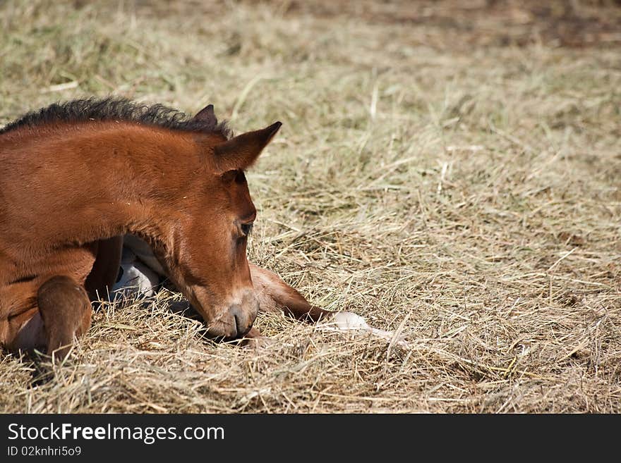 Quarter horse foal