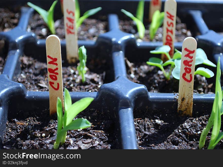 Planting season growiing your own veggies