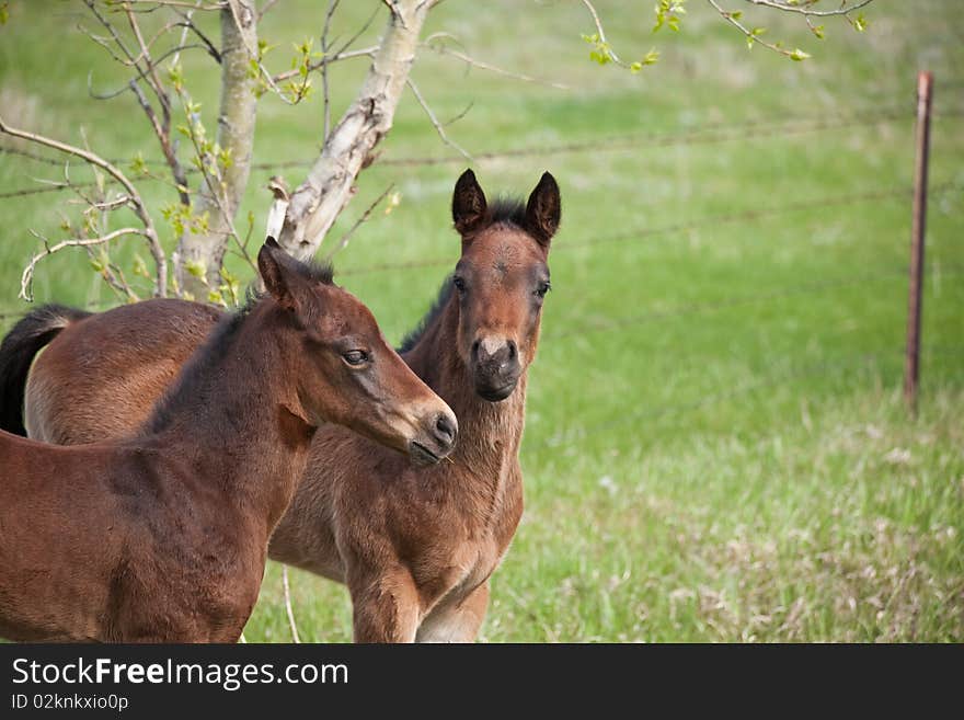 Two quarter horse foals playing