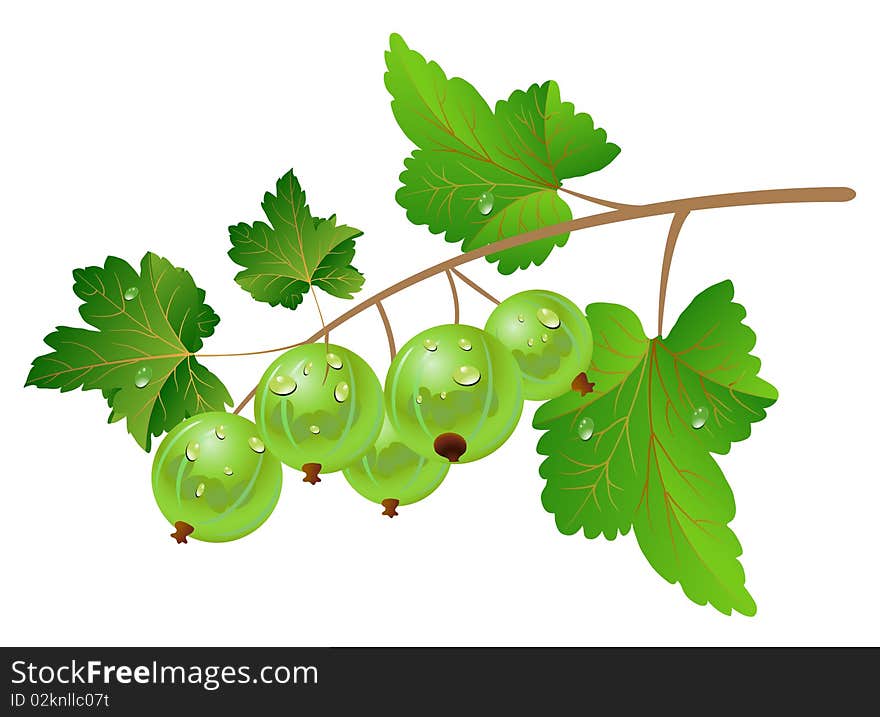 Green gooseberry