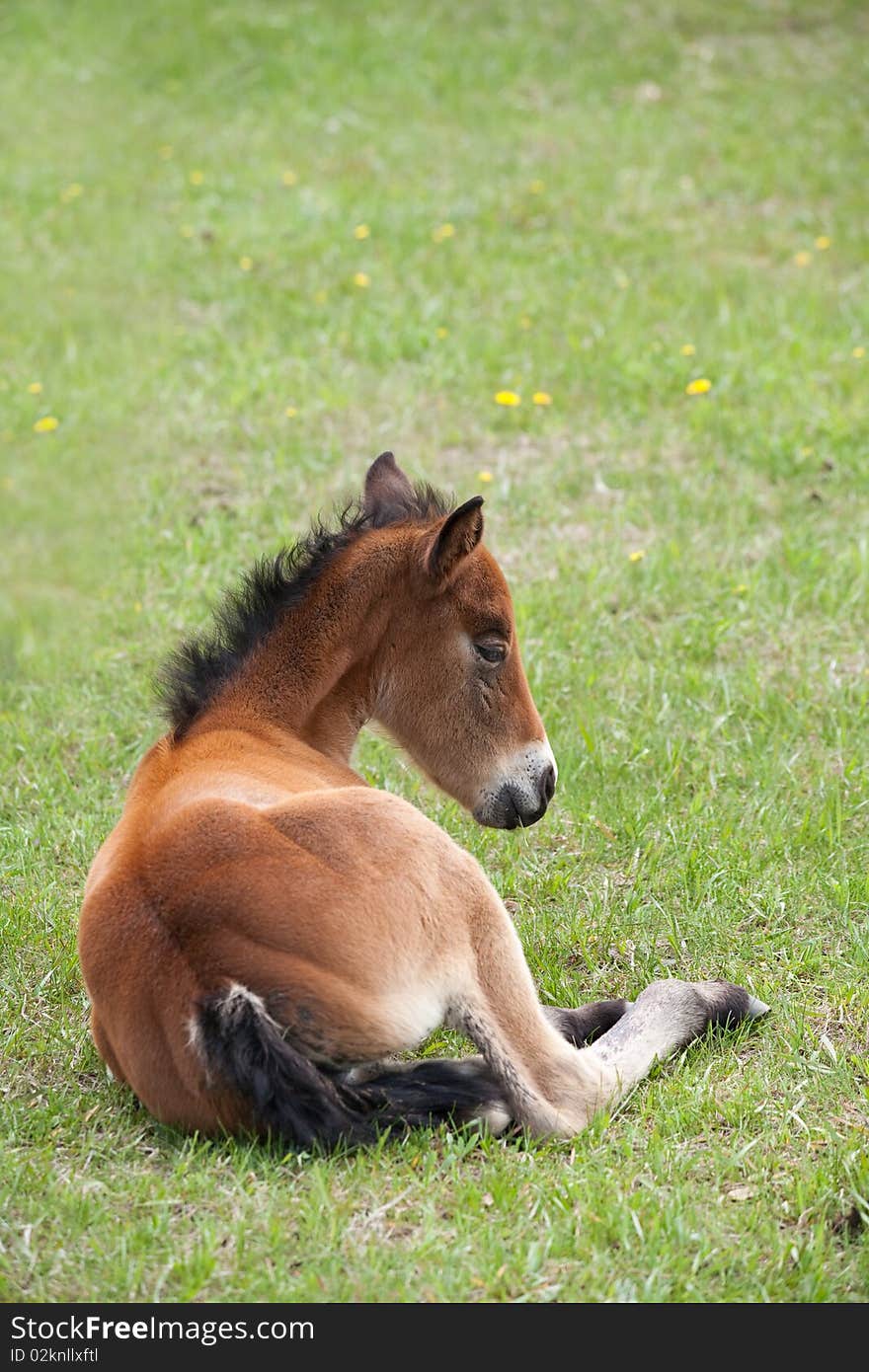 Quarter horse foal laying down