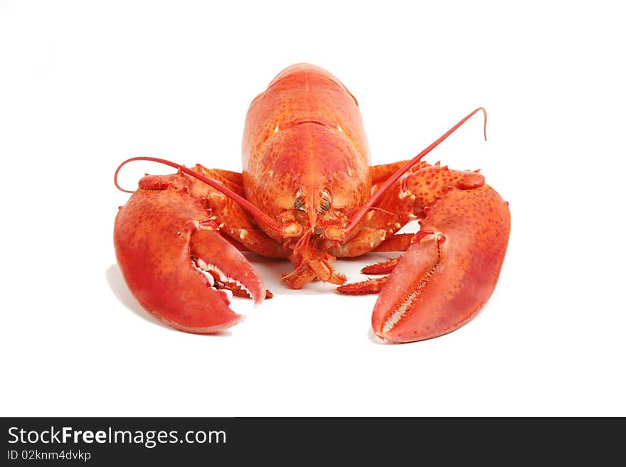 Close up of a cooked lobster isolated on white. Close up of a cooked lobster isolated on white