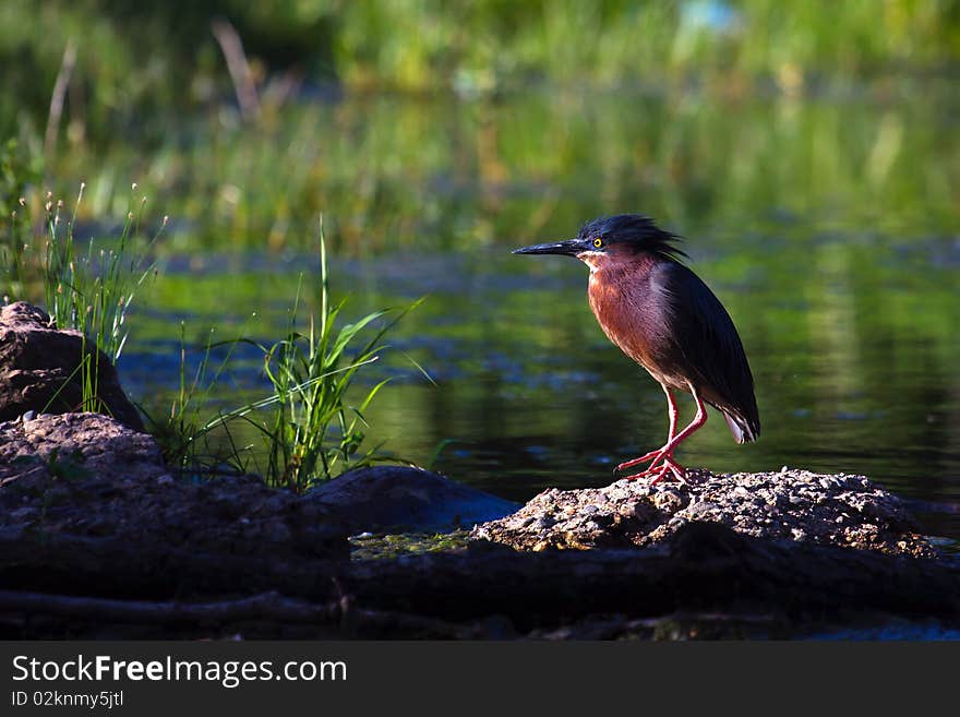 Green Heron (Butorides virescens virescens), standing on a downed log.