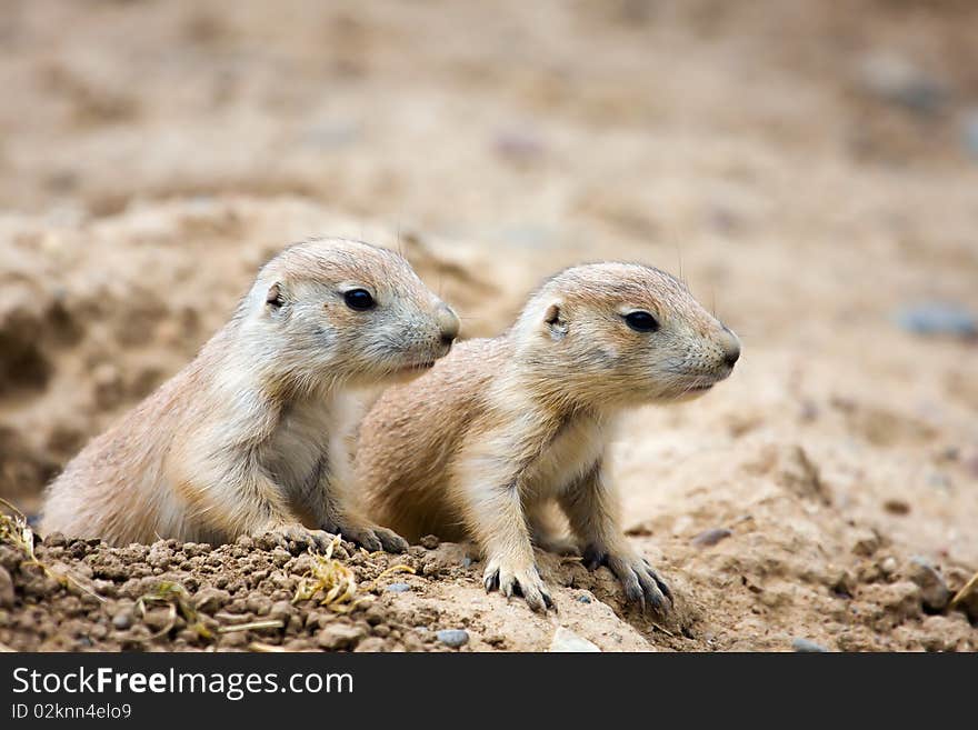 A couple of Prairie Dogs standing guard.