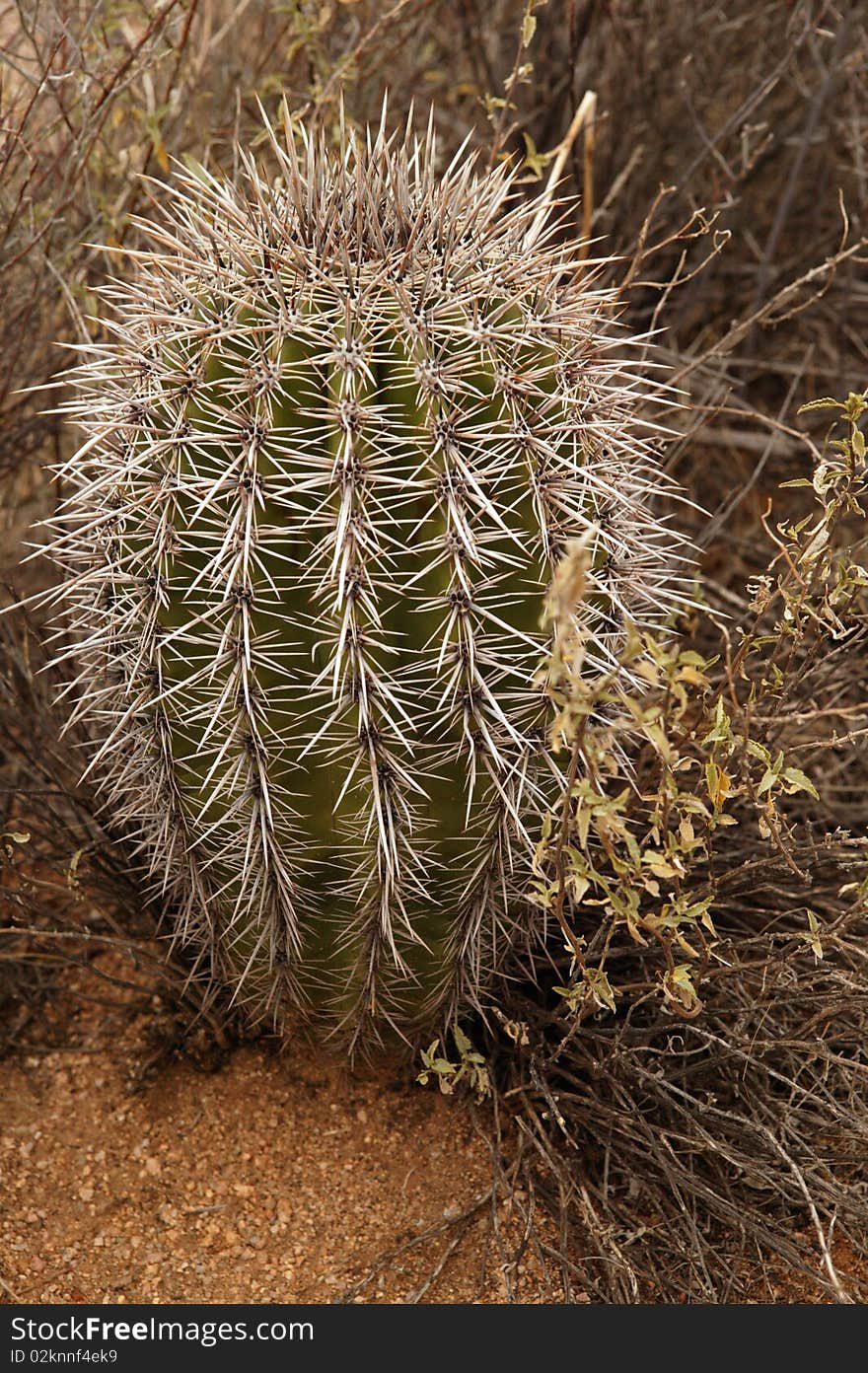 Barrel Cactus