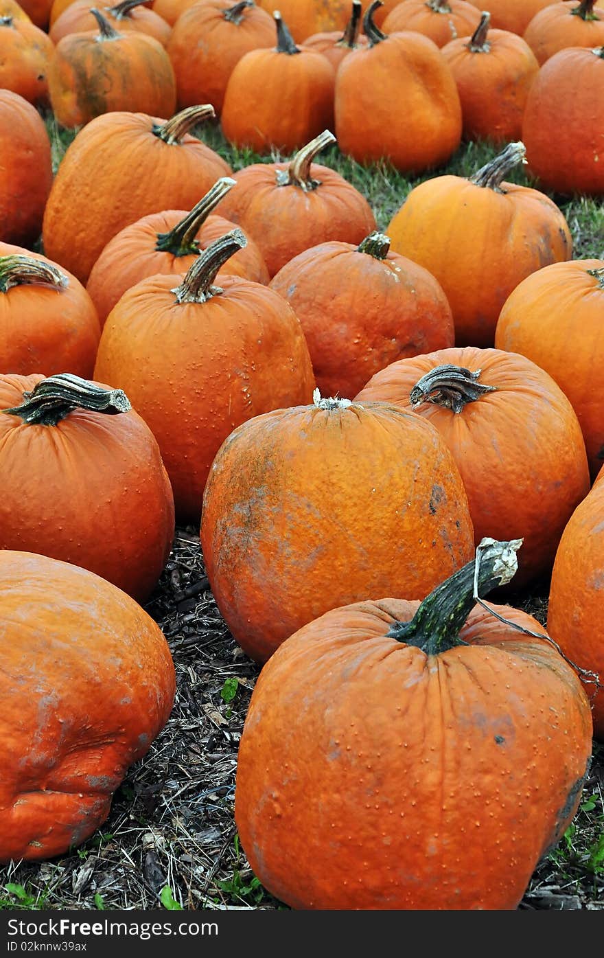 Fall harvesting in farm. Ontario, Canada. Fall harvesting in farm. Ontario, Canada