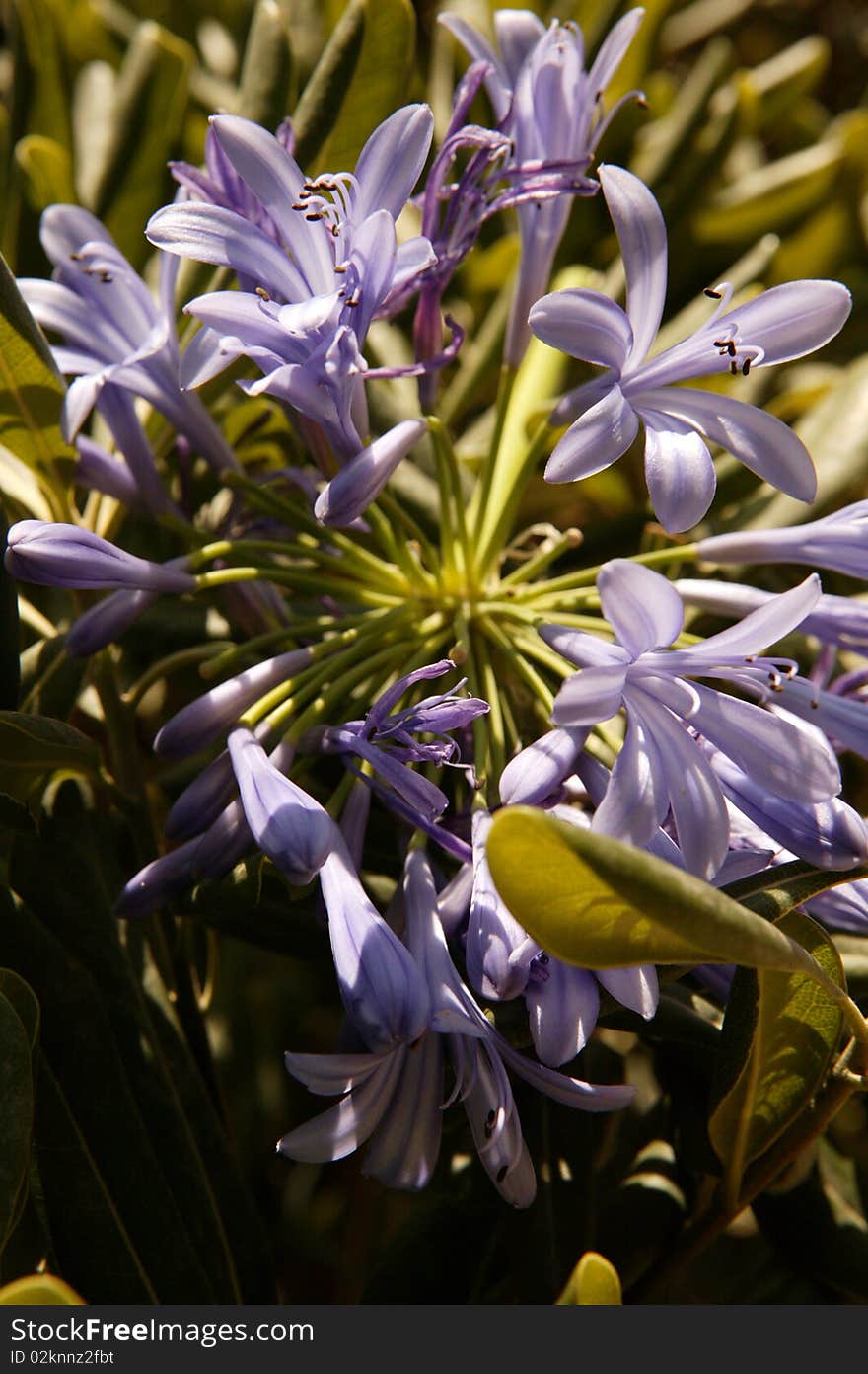 Beautiful Lilac Flowers