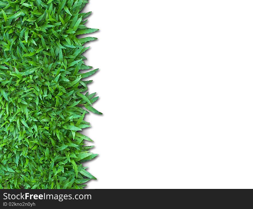 Green Grass Isolated for Web page