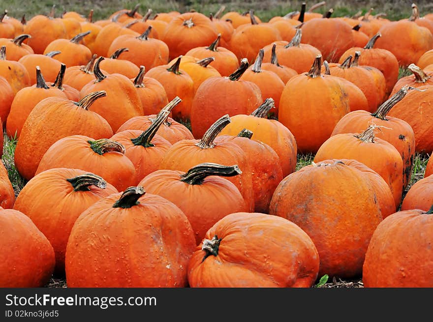 Fall harvesting in farm. Ontario, Canada. Fall harvesting in farm. Ontario, Canada