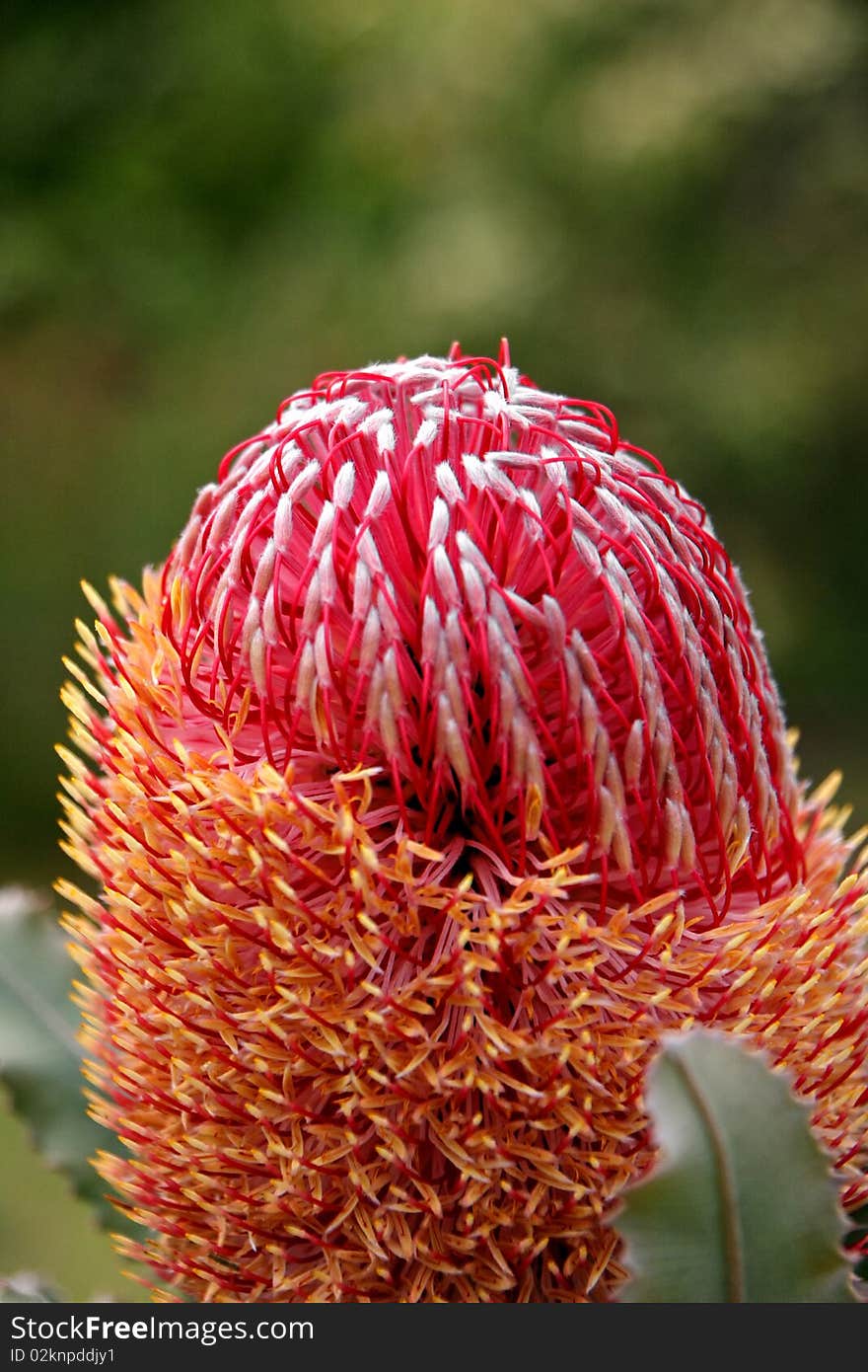 Banksia Flower