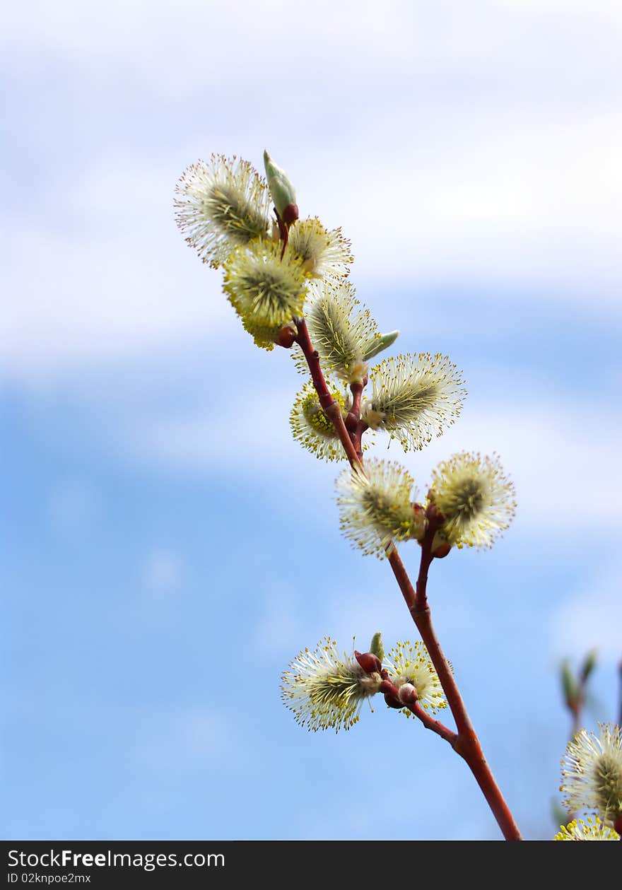 New downy birch leaves, after the winter, on a sky background, dof. New downy birch leaves, after the winter, on a sky background, dof