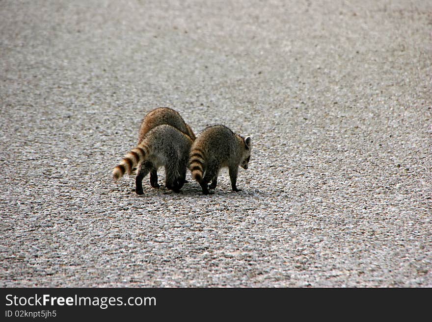 Raccoon Ding Darling National Wildlife Refuge Sanibel Florida