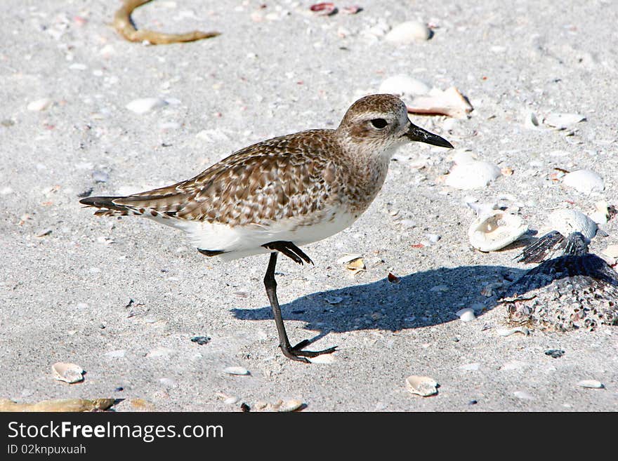 Black Bellied Plover Shorebird on beach Sanibel Florida