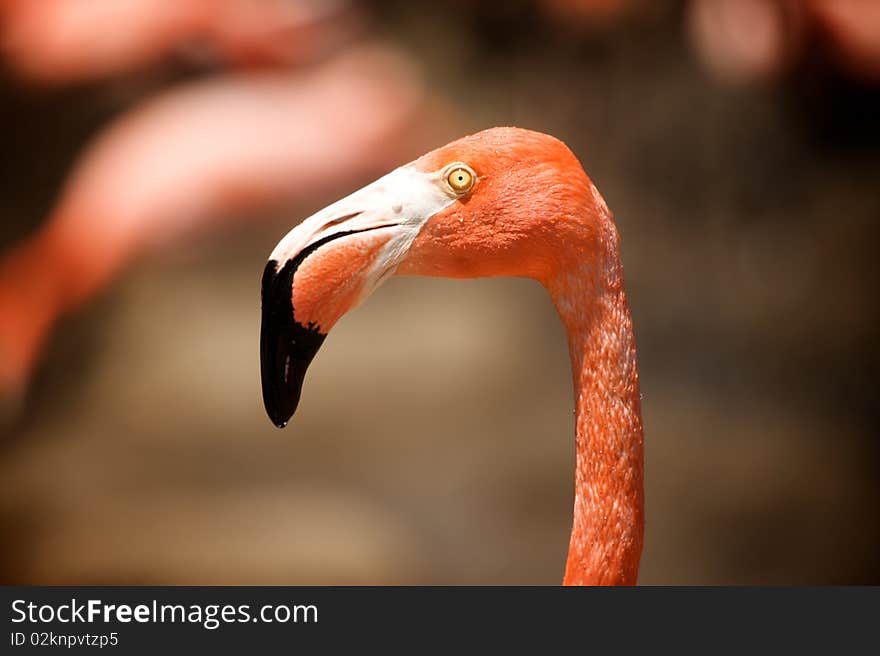 A Pink Flamingo looks around. A Pink Flamingo looks around.