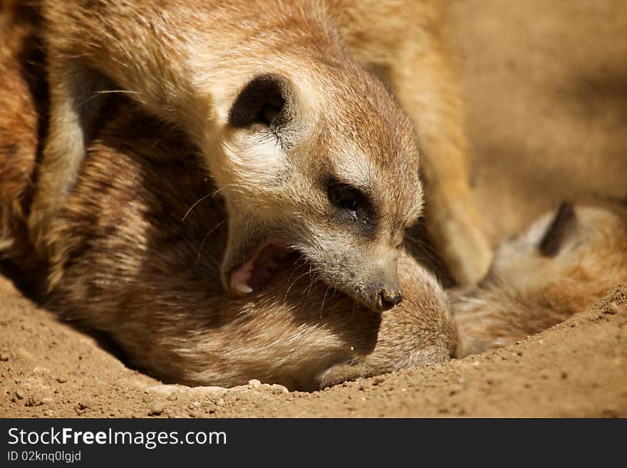 Meerkat Fight - Tough Love