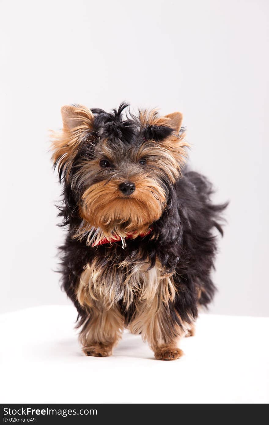 Little Yorkshire Terrier