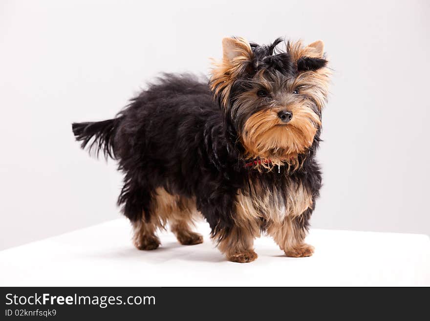 Little Yorkshire Terrier