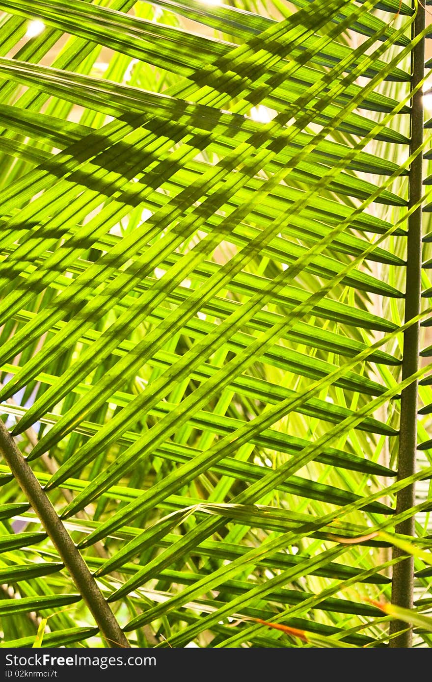 Cococnut green leaf in garden