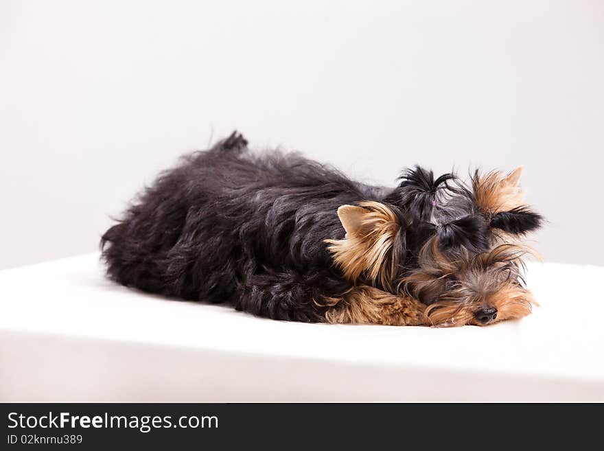 Little Yorkshire terrier on isolated background