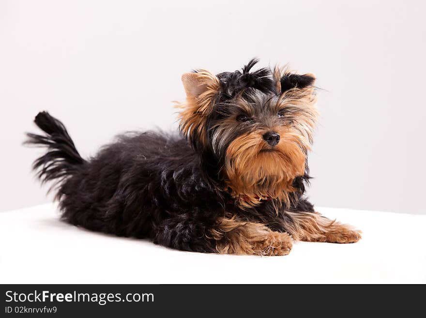 Little Yorkshire Terrier