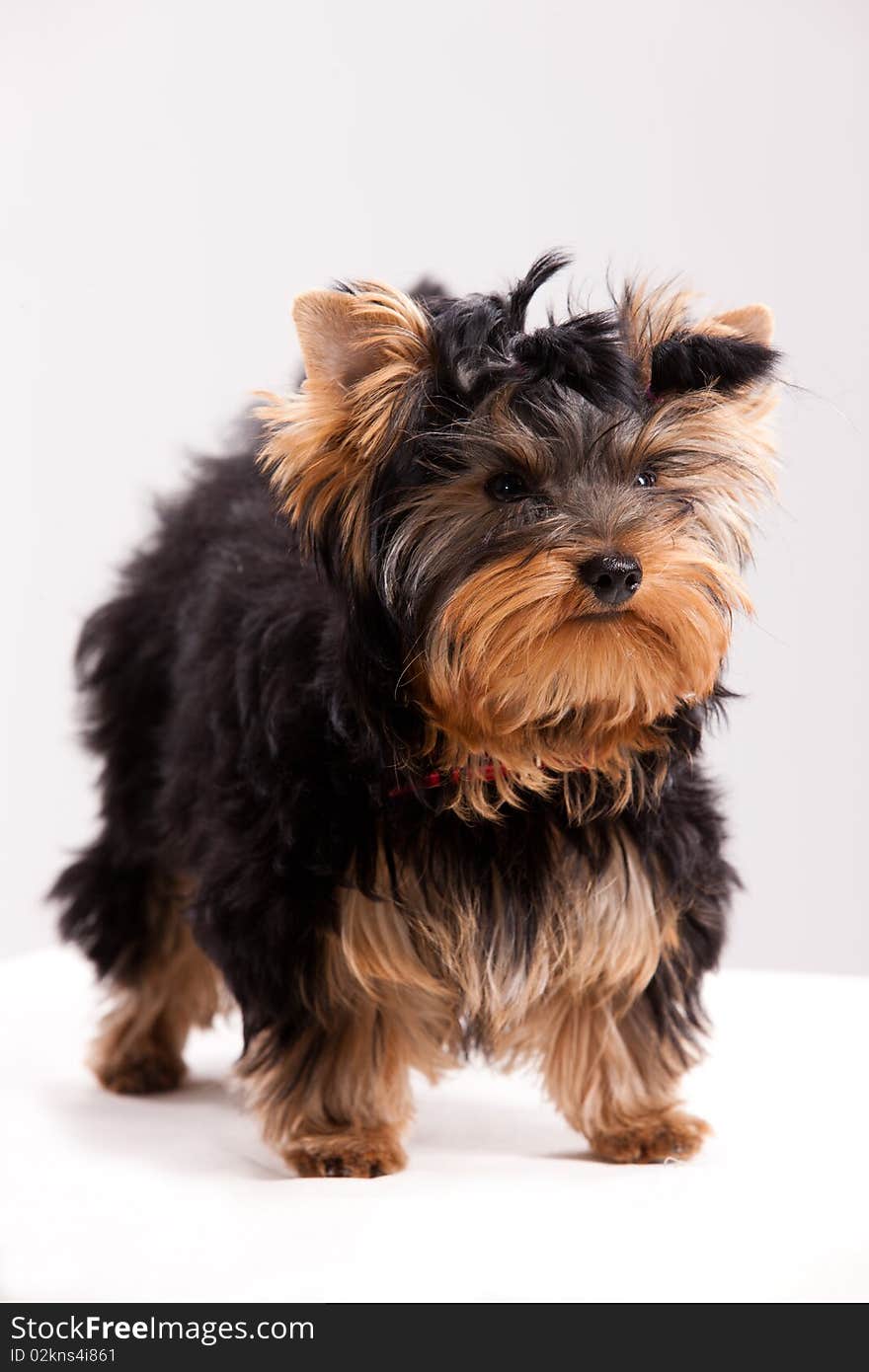 Little Yorkshire Terrier