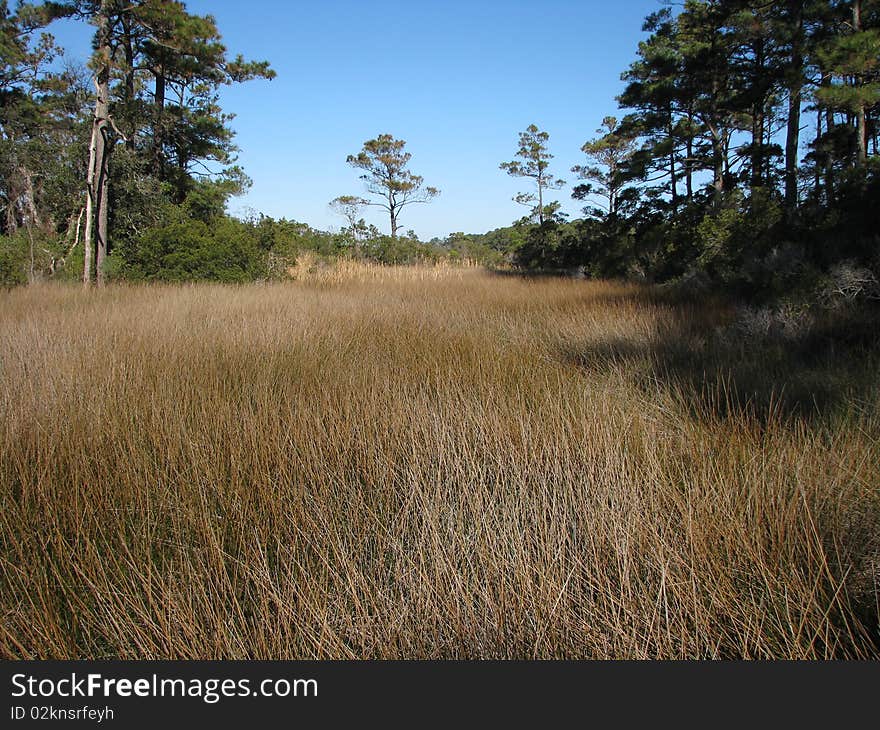 North Carolina Marsh grass in lightly wooded area. North Carolina Marsh grass in lightly wooded area