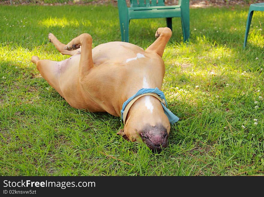 Close up big brown dog rolling over. Close up big brown dog rolling over