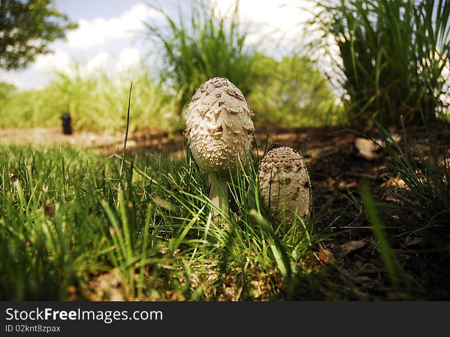 Mushrooms