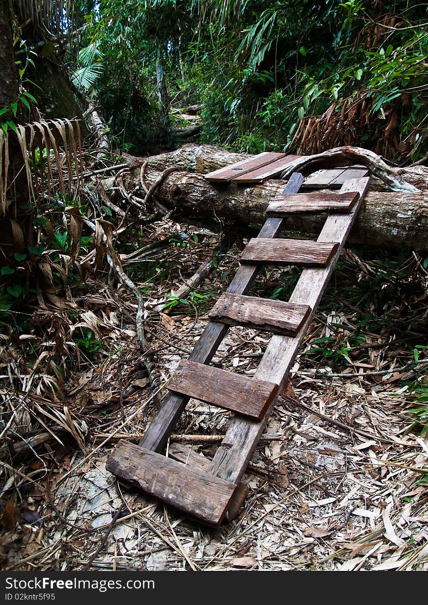 Ladder in forest