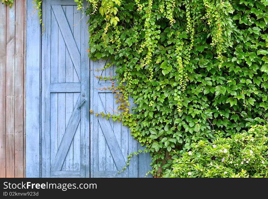 Door In Garden Covered By Liane