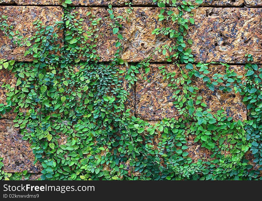 Brick red background with beautiful trees. Brick red background with beautiful trees